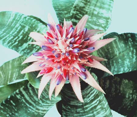 Bromeliad, Silver Vase